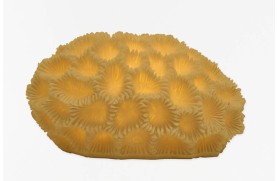 Lampe Corail