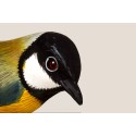 Mésange charbonnière