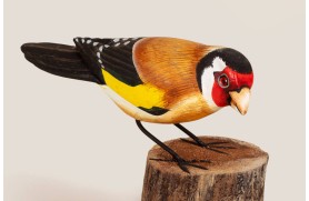 Chardonneret élégant