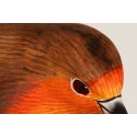 Rouge-gorge oiseau