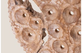 Panneau corallien de CANBERRA
