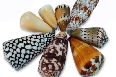 CONUS ASSORTIMENTS