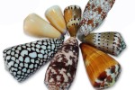 CONUS ASSORTIMENTS
