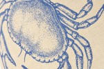 Coussin crabe