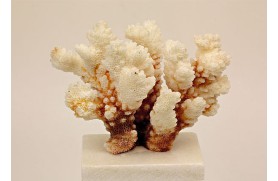 3 un. Corail Pocillopora