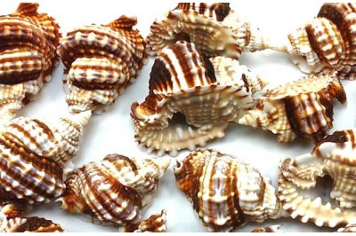 25 un. DISTORSIO ANUS