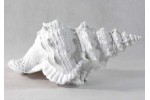 Coquillage en résine