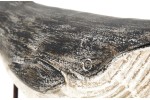 Baleine en bois