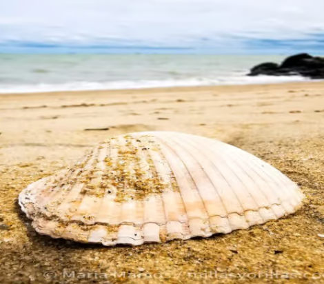 Coquillages - Coraux - Étoiles de mer